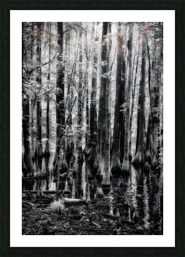 Cypress Whispers Picture Frame print