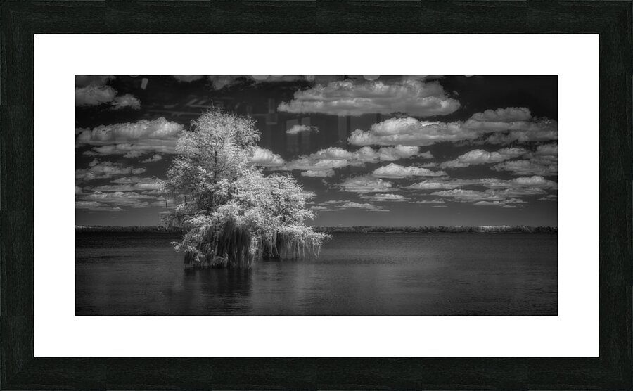 Exploring Serenity: Santee State Parks Cypress Oasis in Stunning Infrared Impression et Cadre photo