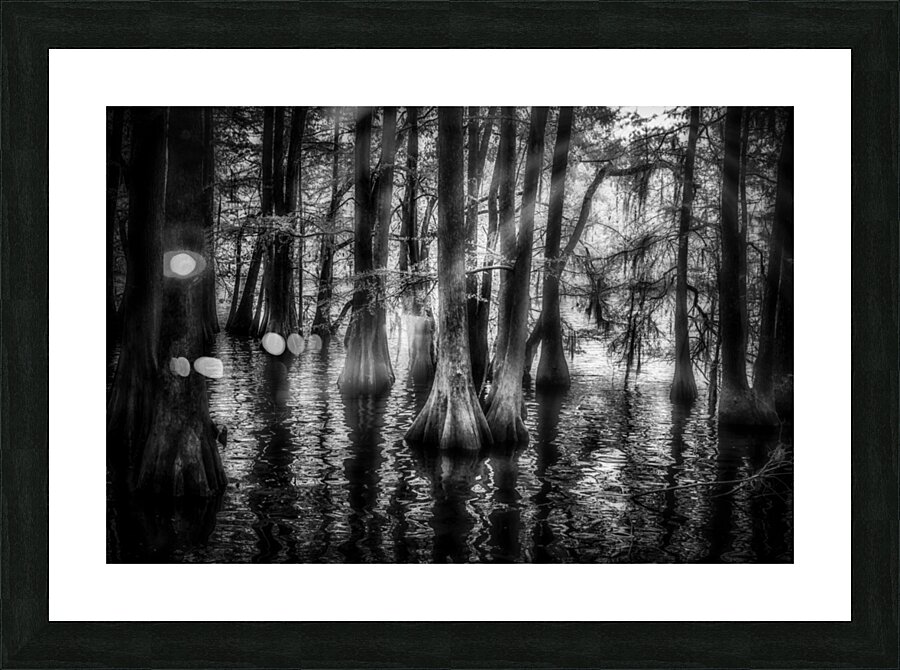 Sun Lighted Cypress -1 Impression et Cadre photo