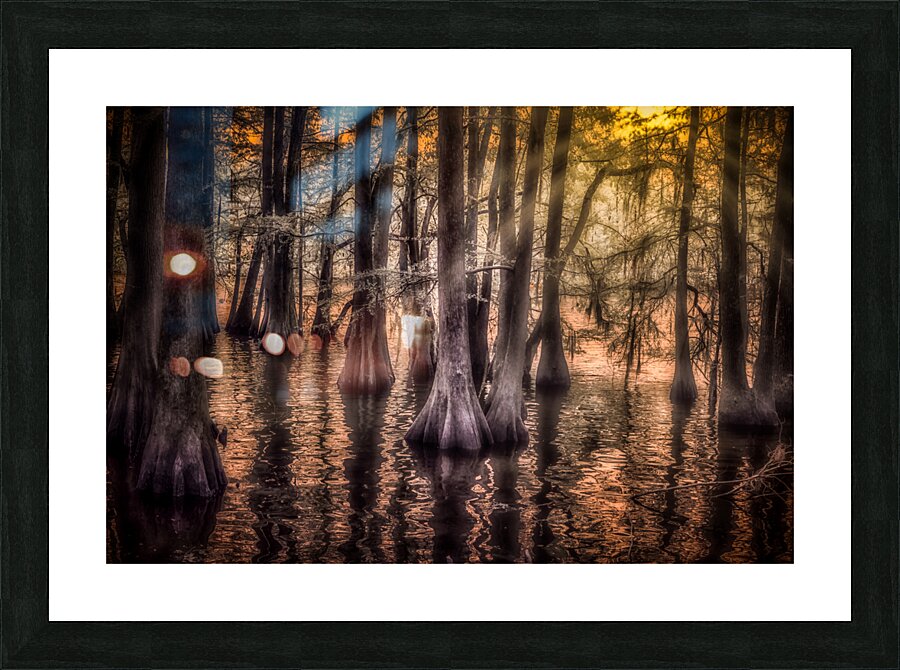 Sun Lighted Cypress -2 Impression et Cadre photo