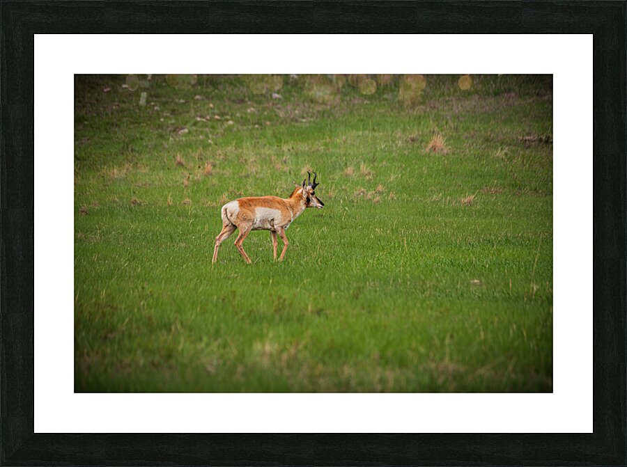 Boundless Horizons: A Pronghorns Journey through Custers Wildlife Loop Impression et Cadre photo