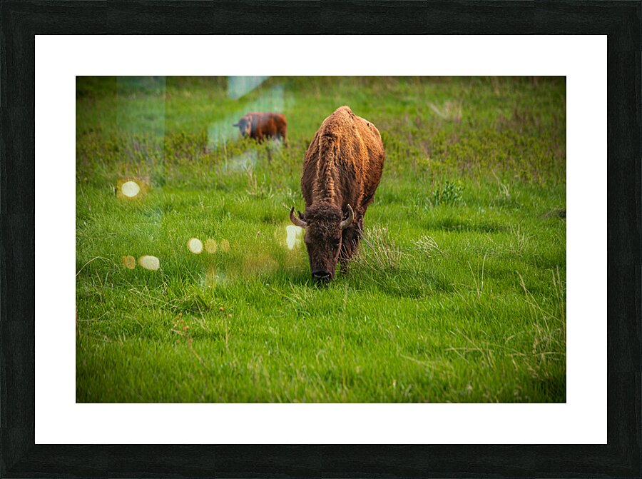Bison Tales: Grazing in Greatness Picture Frame print