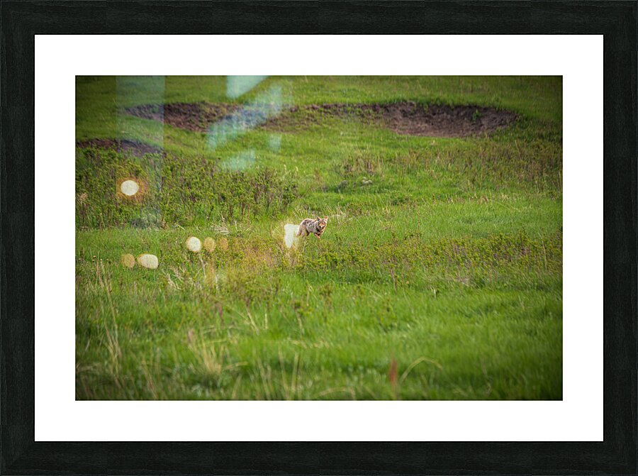 Wild Encounters: A Moment in the Wild Impression et Cadre photo