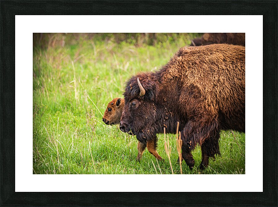 Bison Tales: Guardians of the Grasslands Picture Frame print