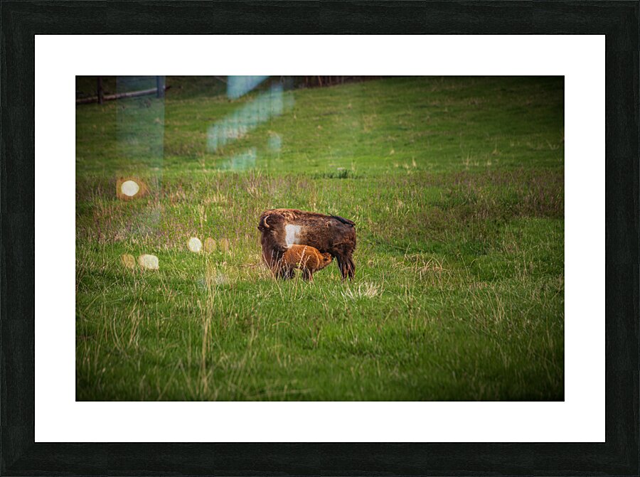 Bison Tales: Herds of the Heartland Picture Frame print