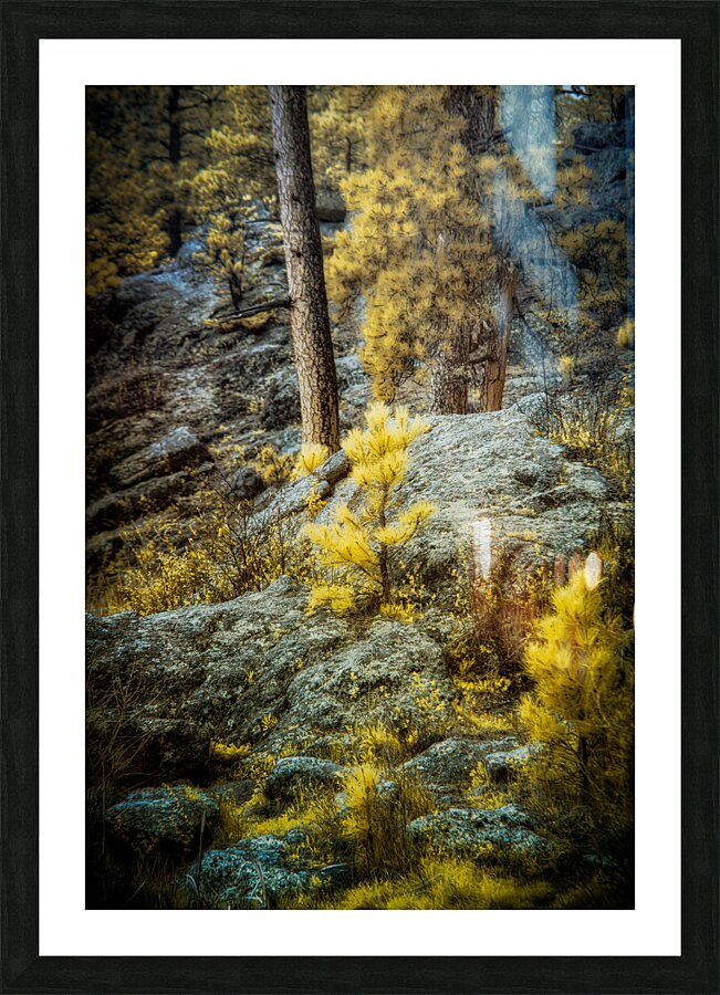 Solitude Amidst Serenity: The Lone Pine Tree by the Lake Impression et Cadre photo