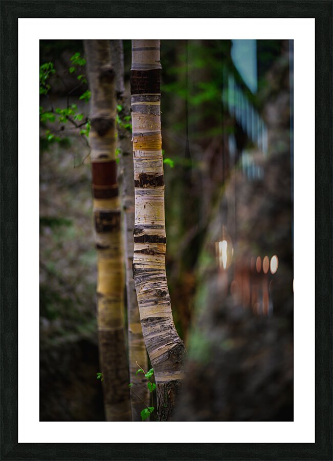 Exploring Sylvan Lake: Capturing the Beauty of Aspen Bark Picture Frame print