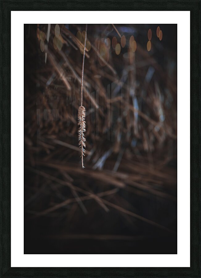 Montana Ranch: Lone Straw Picture Frame print