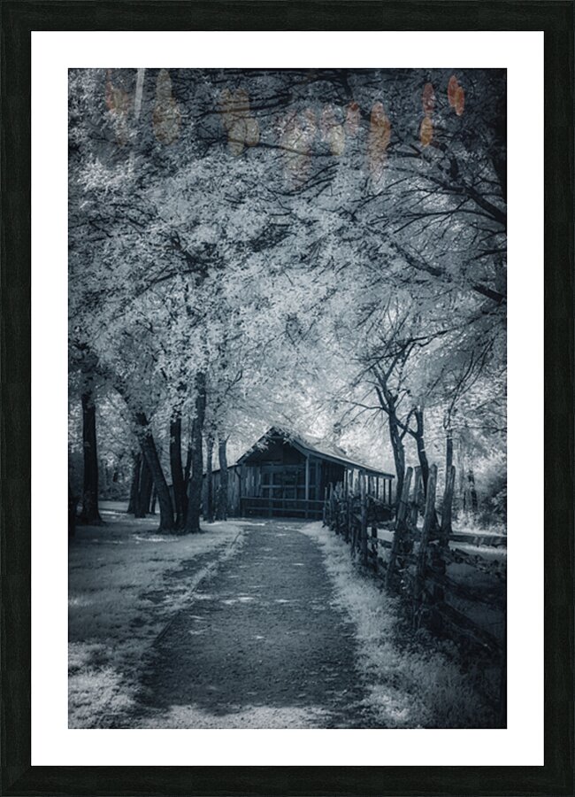 Canopy of Calm Over Rustic Roads Picture Frame print