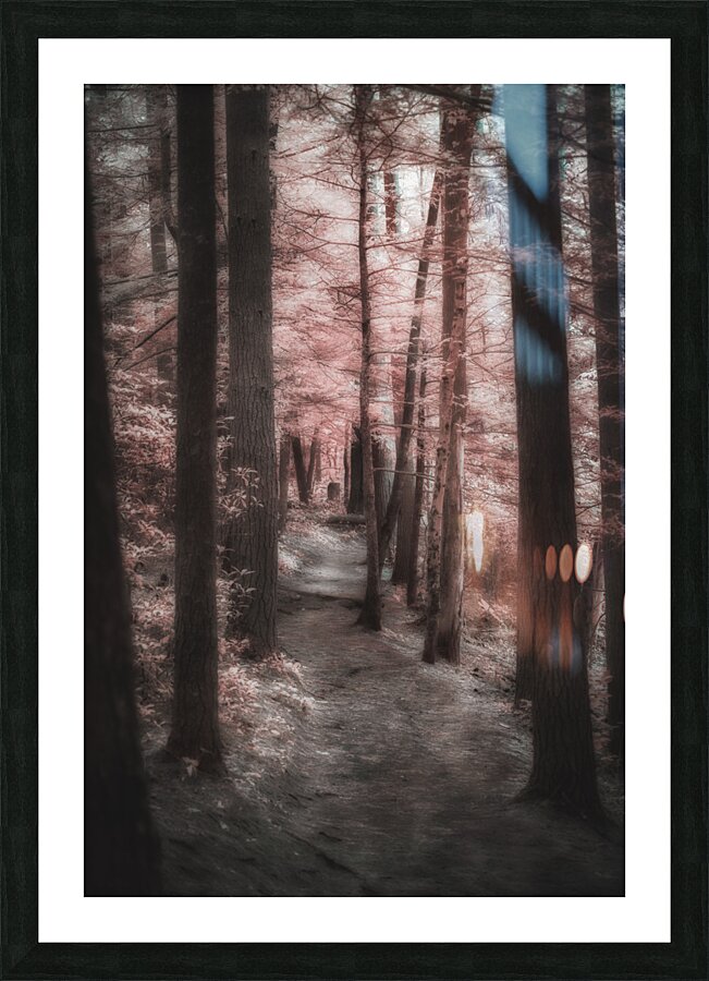 Pink Path -1 Impression et Cadre photo