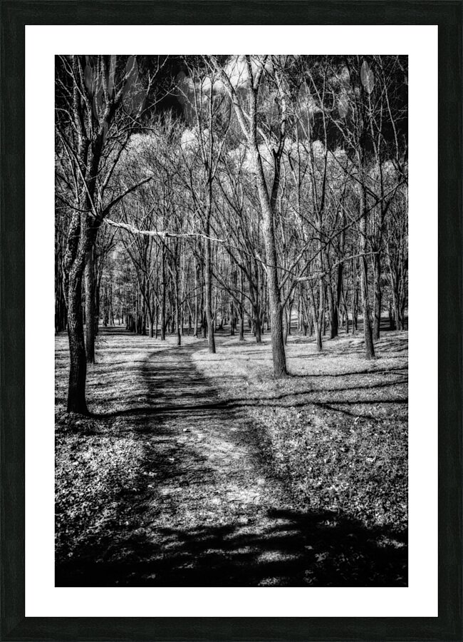Solitary Trails: Eerie Path Near Knoxville Impression et Cadre photo