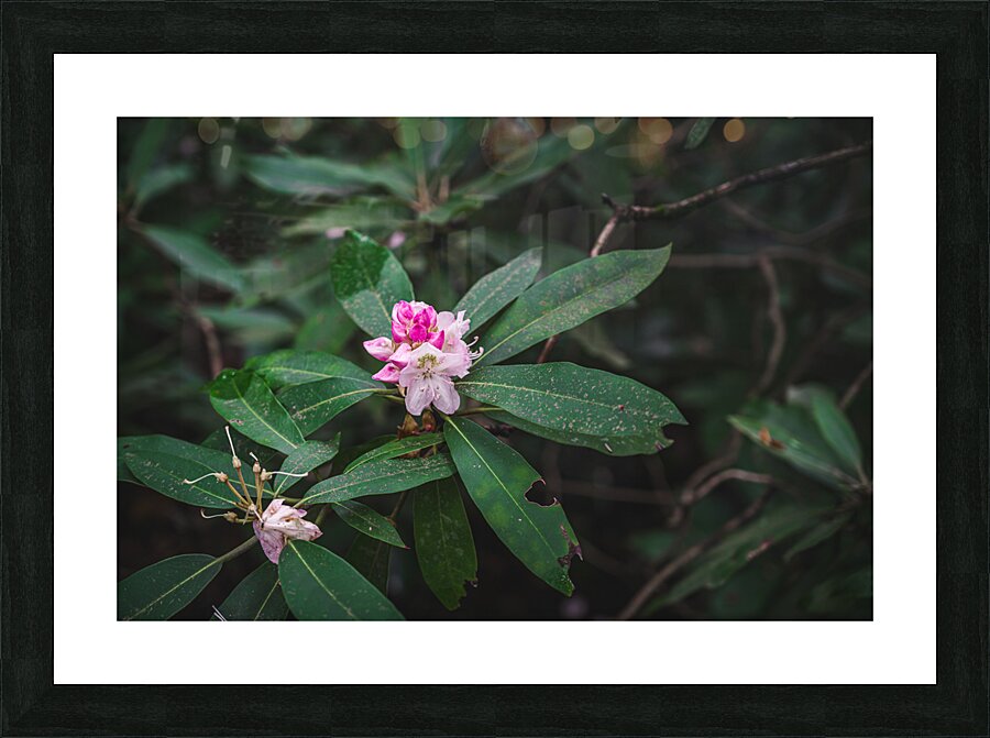 Rhodie - 2 Impression et Cadre photo