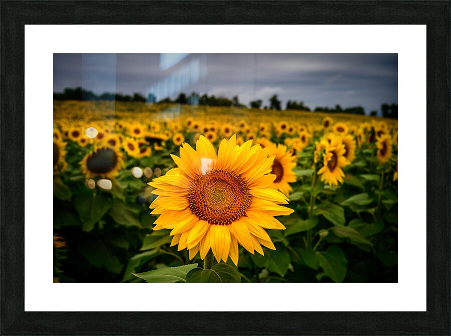 Single Sunflower Impression et Cadre photo