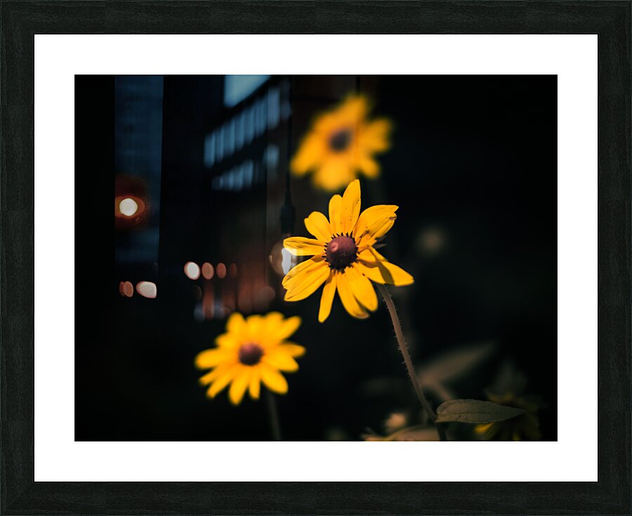 Natures Palette: Full Spectrum Imagery Showcasing Tennessees Black-Eyed Susan Blossoms Impression et Cadre photo