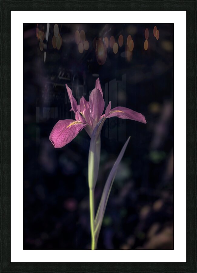 Texas Flower Picture Frame print