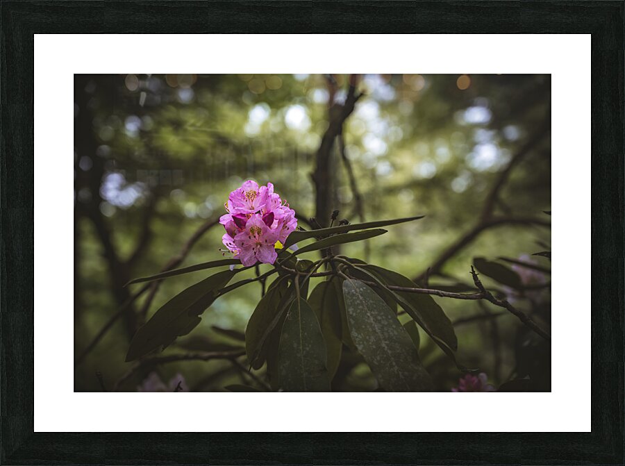 Rhodie - 1 Impression et Cadre photo