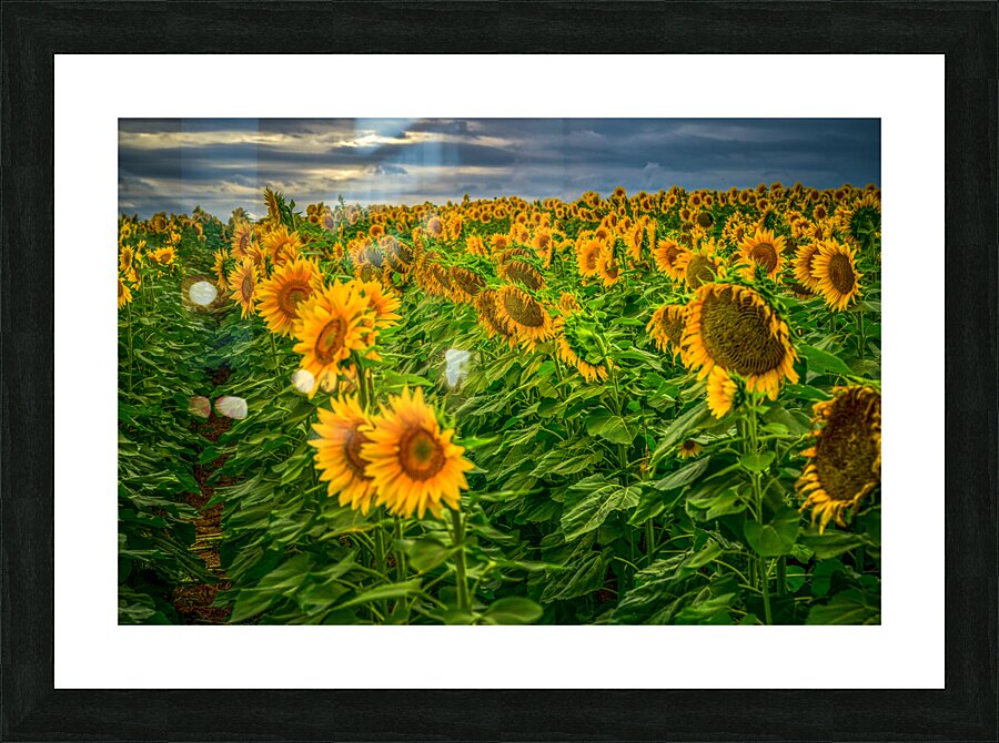 Sad Sunflower Row Picture Frame print