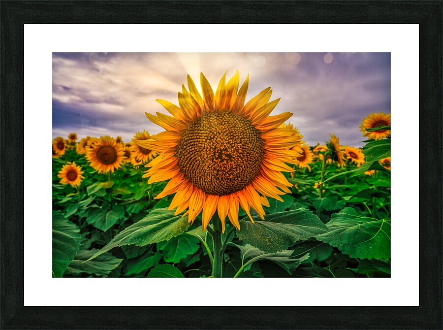 Sunset sunflower Picture Frame print