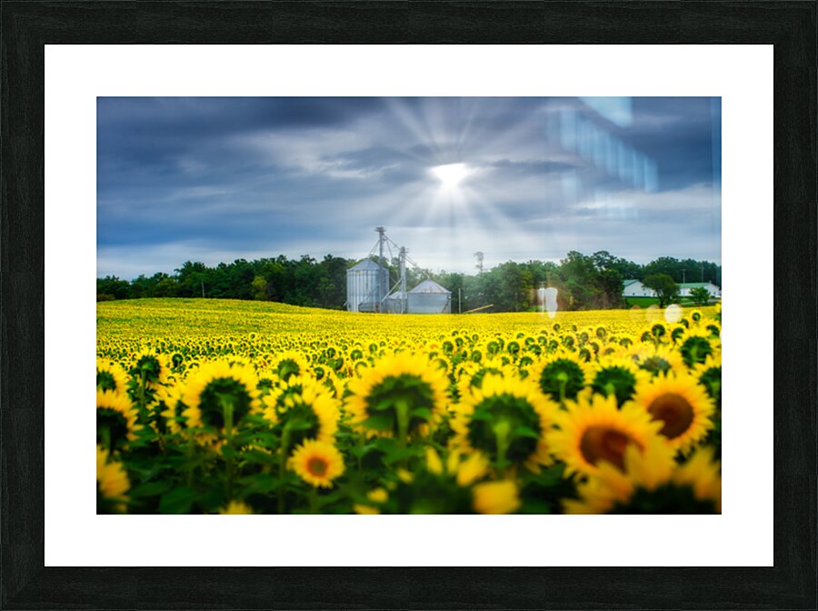 All Hail: A Golden Tapestry of Sunflowers Basking in Sunlight Picture Frame print