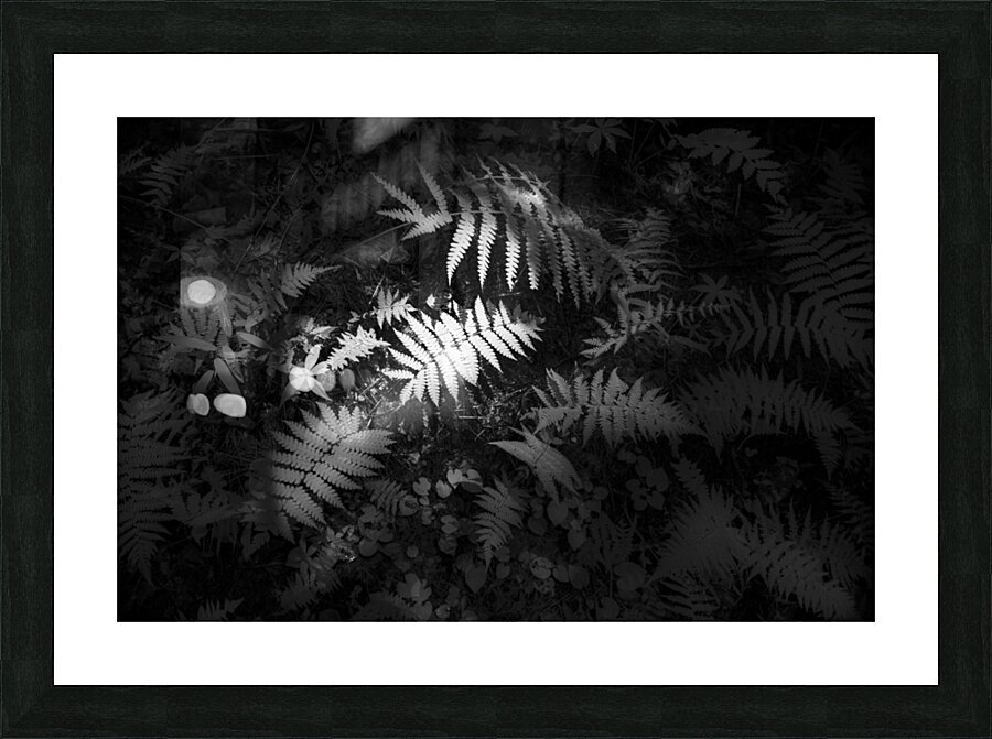 Lighted Fern Picture Frame print