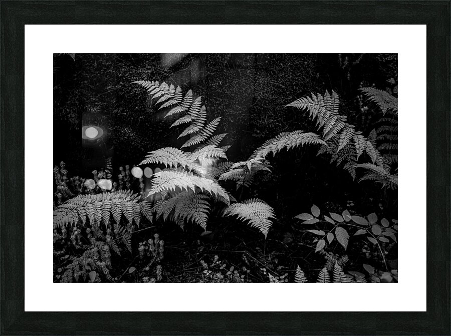 Ferns - 1 Picture Frame print