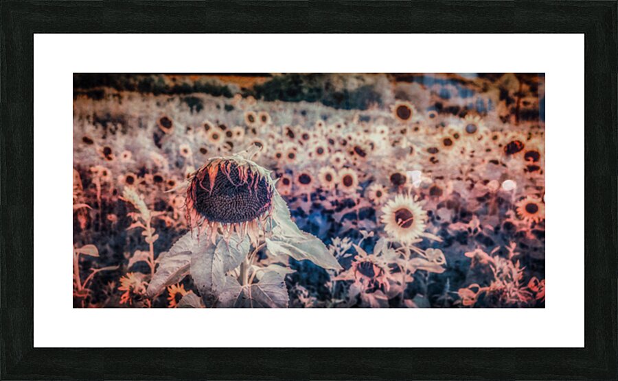 Sunflowers Last Waltz Picture Frame print