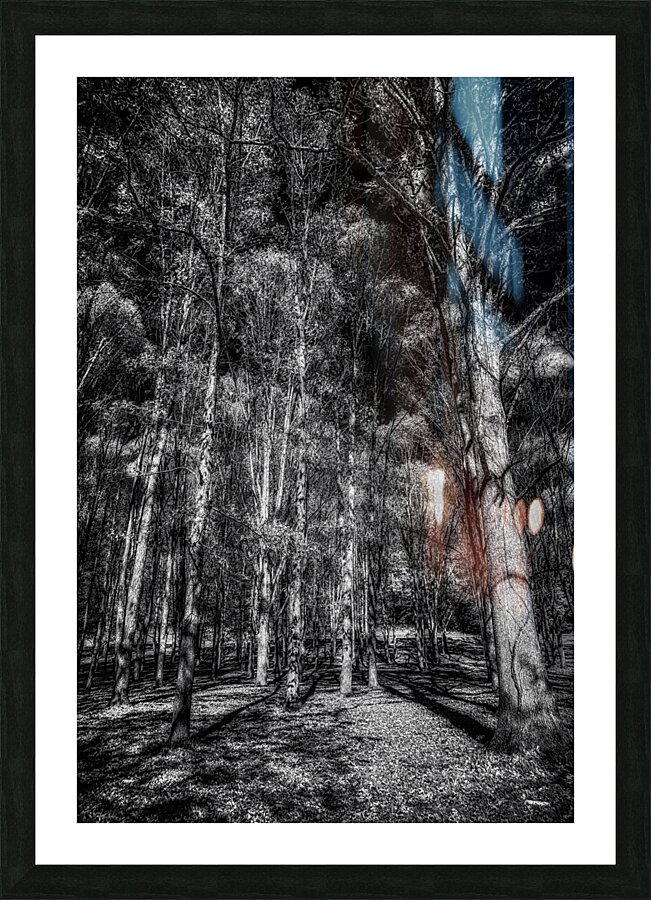 Tall Dark Symphony: A Winters Tale in Infrared Black and White Picture Frame print