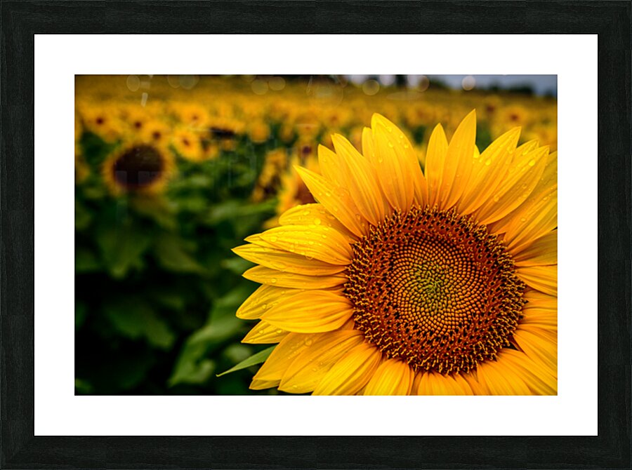 Corner Sunflower: A Radiant Touch of Natures Beauty Impression et Cadre photo