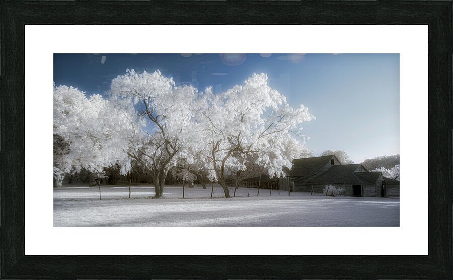 Surreal Barnyard: Glowing Trees in Texas Picture Frame print