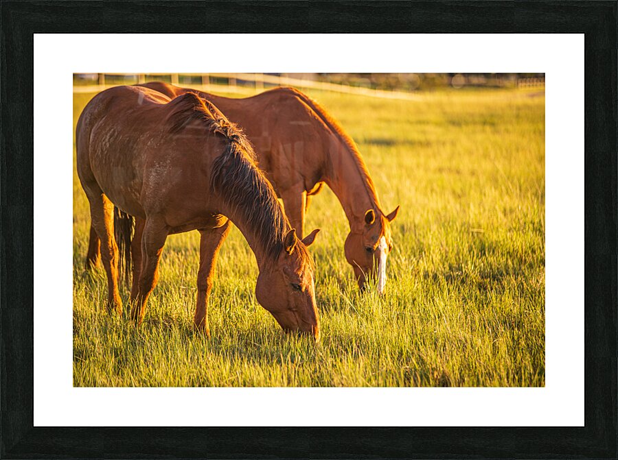 Golden Grazing Picture Frame print