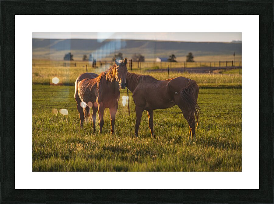 Equine Harmony in Billings Picture Frame print