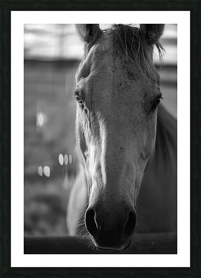 Soulful Connection with Ernie: A Tale of Harmony Picture Frame print