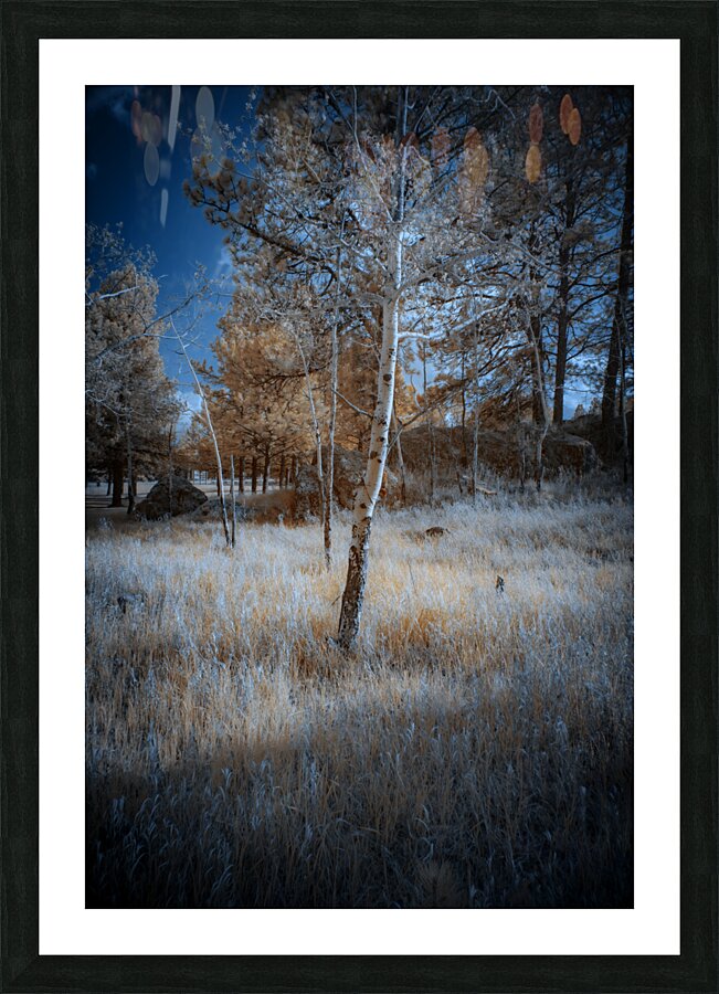 Golden Aspen Picture Frame print