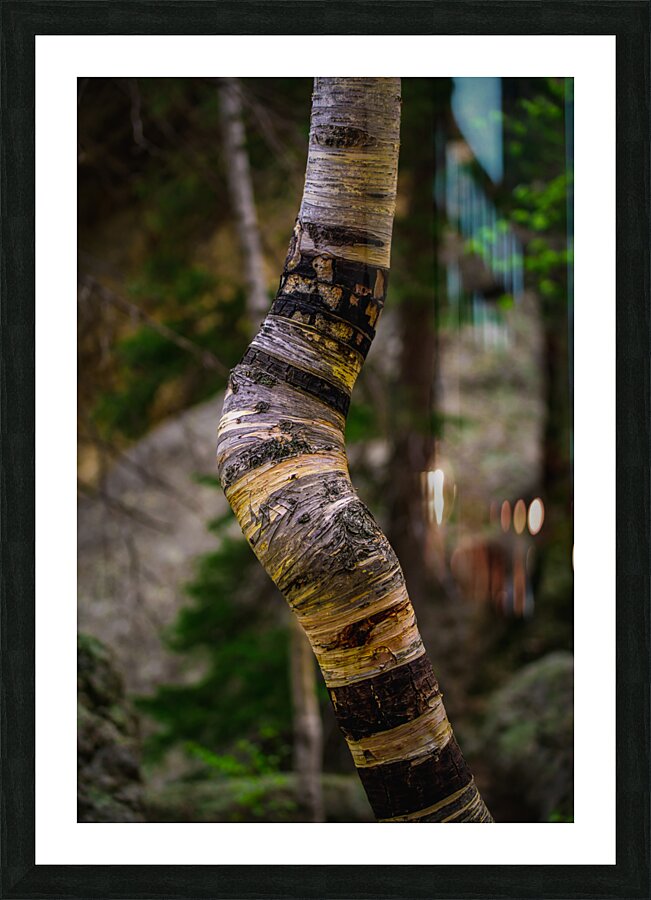 Exploring Sylvan Lake: Capturing the A Bent Aspen Picture Frame print