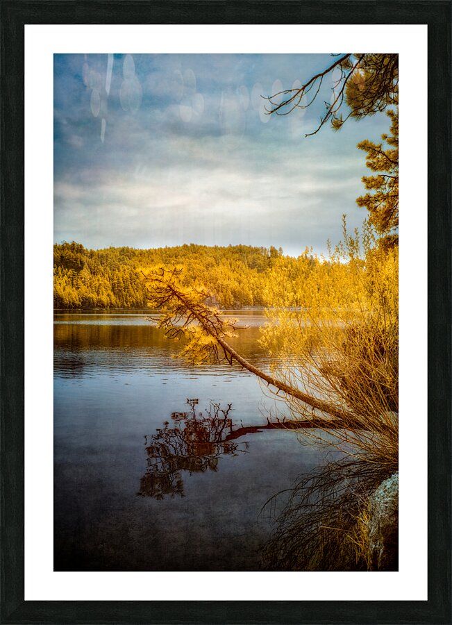 Shadows and Reflections: Overhanging Trees on Center Lake Picture Frame print