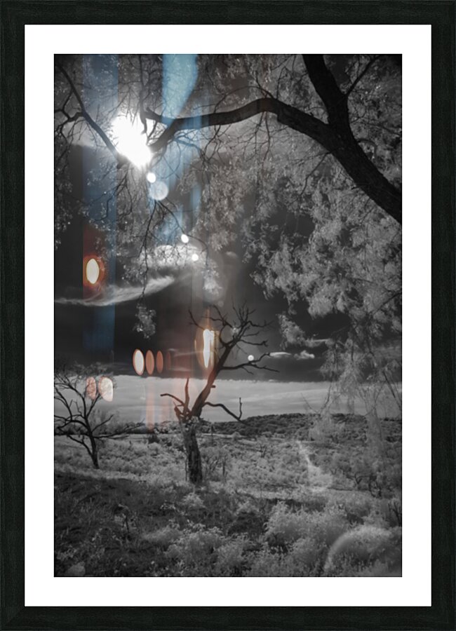 Dance of Light: Lone Sentinel at Dawn Picture Frame print