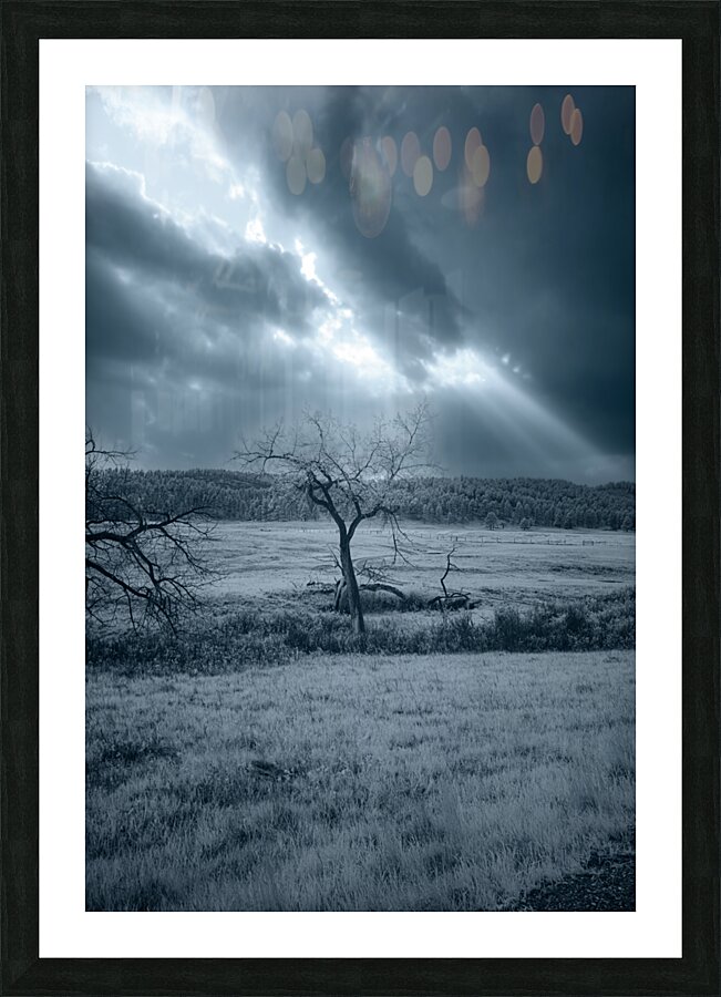 Solace in Solitude: A Blue Lighted Tree in Infrared Picture Frame print