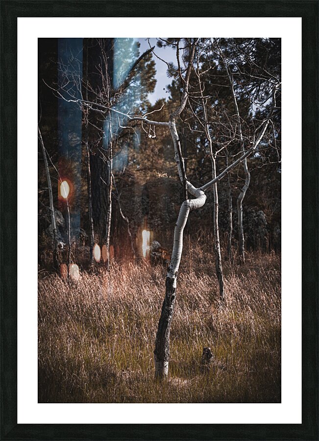 Birch Curves Picture Frame print