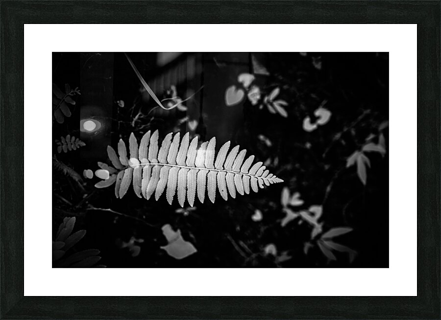 Fern Elegance Impression et Cadre photo
