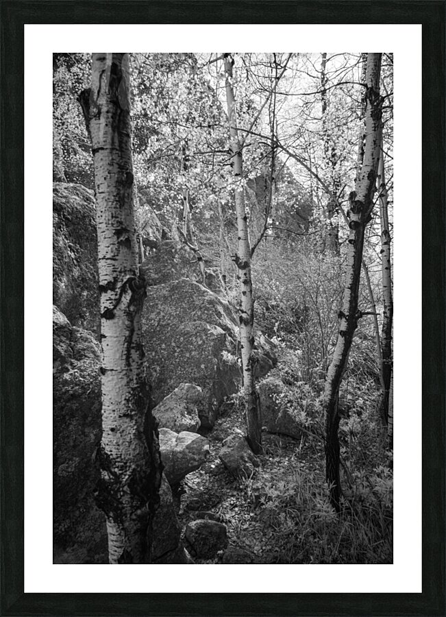 Mystical Aspen Trio: Discovering Sylvan Lakes Hidden Gems Picture Frame print
