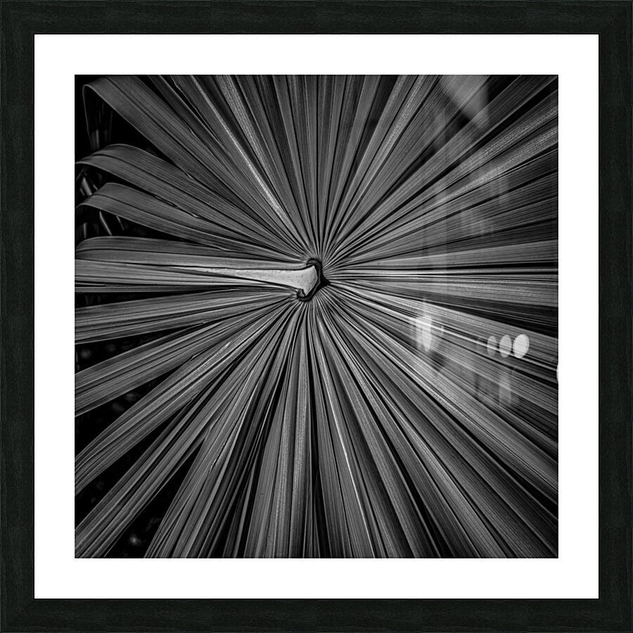 Palm Symmetry Elegance Impression et Cadre photo