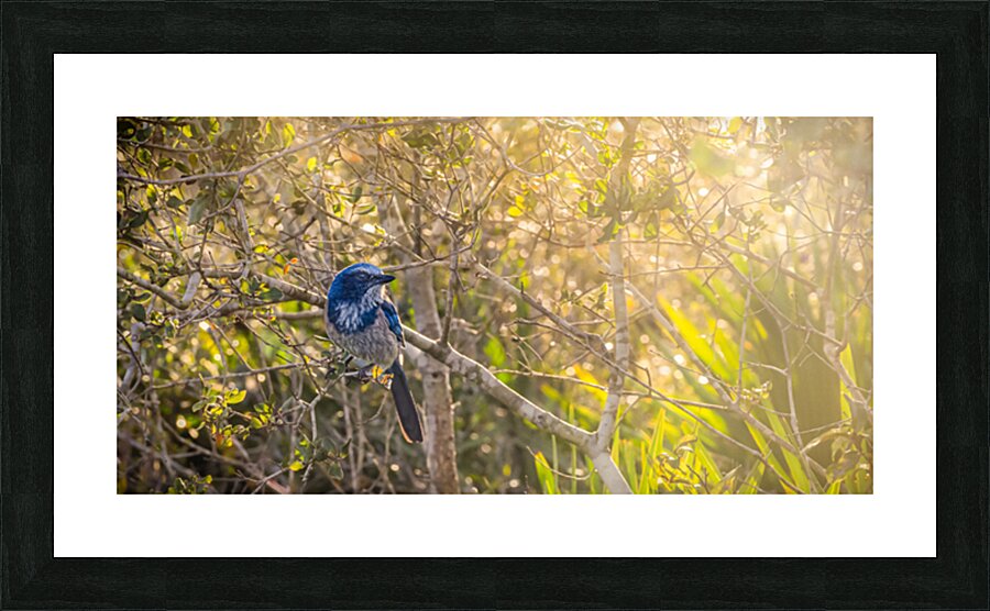 A Feathery Connection: Bluebird Serendipity Picture Frame print