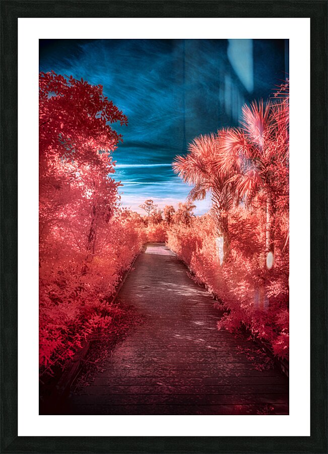 Infrared Stroll Through Tippiecanoes Pink Canopy Picture Frame print