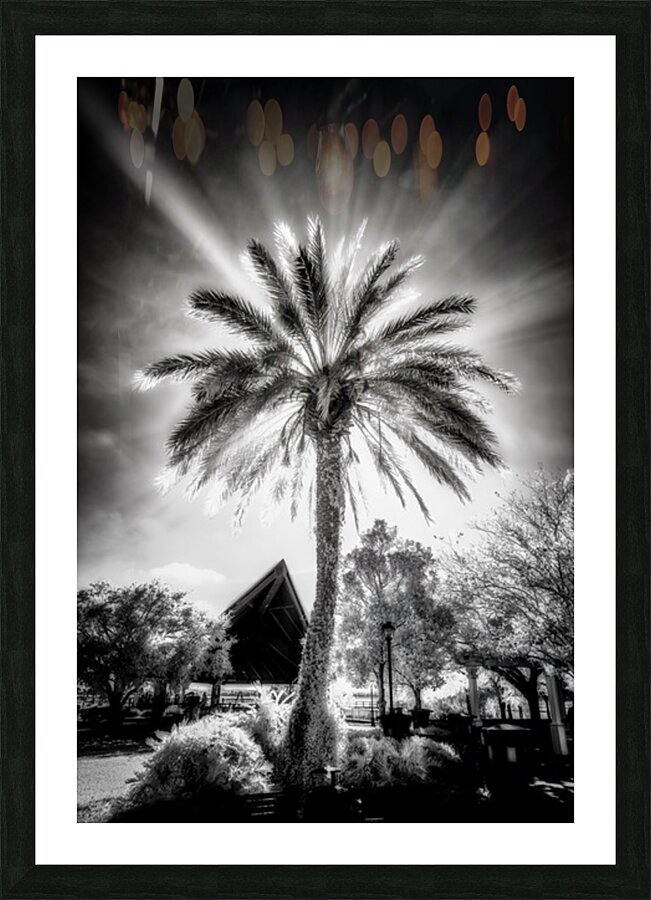 Lighted Palm Picture Frame print