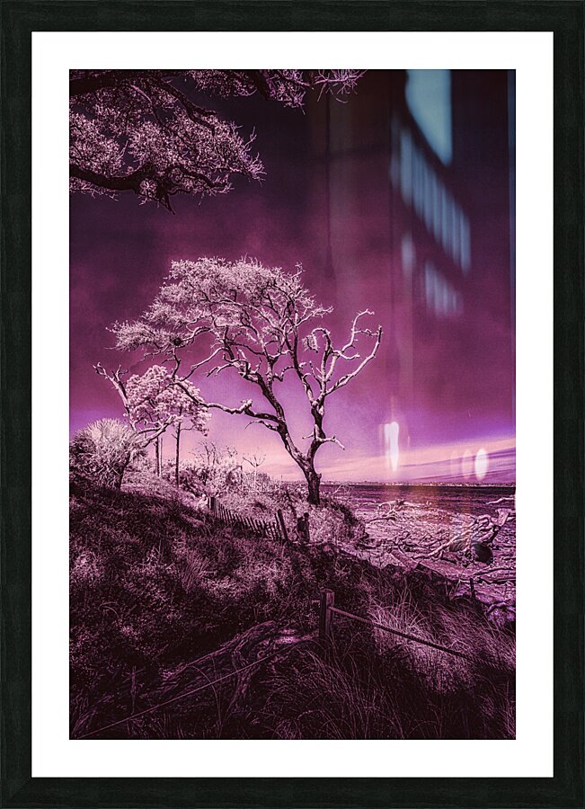 Purple Bonsai:A Botanical Marvel Unveiled on Driftwood Beach Picture Frame print