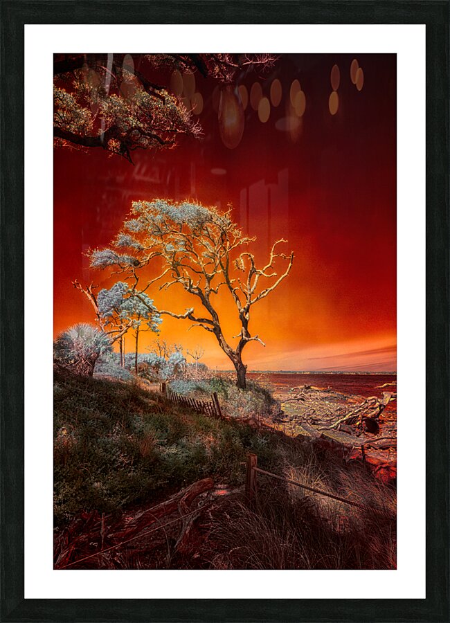 Ruby Bonsai: A Botanical Marvel Unveiled on Driftwood Beach Picture Frame print