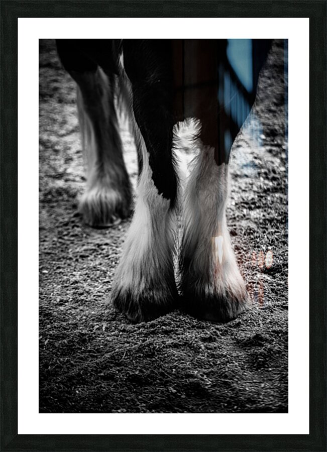Hoofed Elegance: Exploring the Intricate Details of a Florida Horse Picture Frame print
