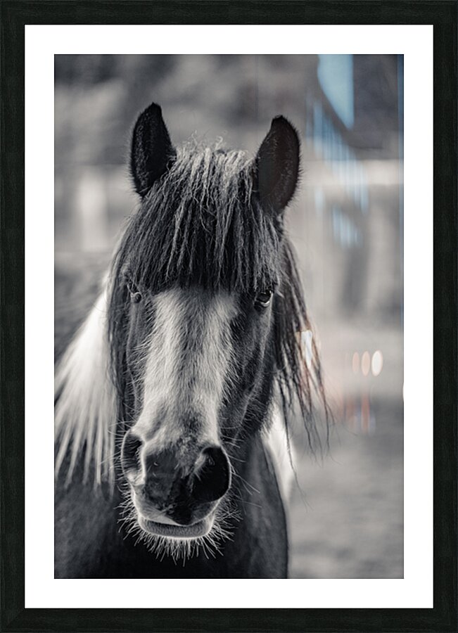 Curious Gaze: A Captivating Encounter with a Silent Horse  Picture Frame print