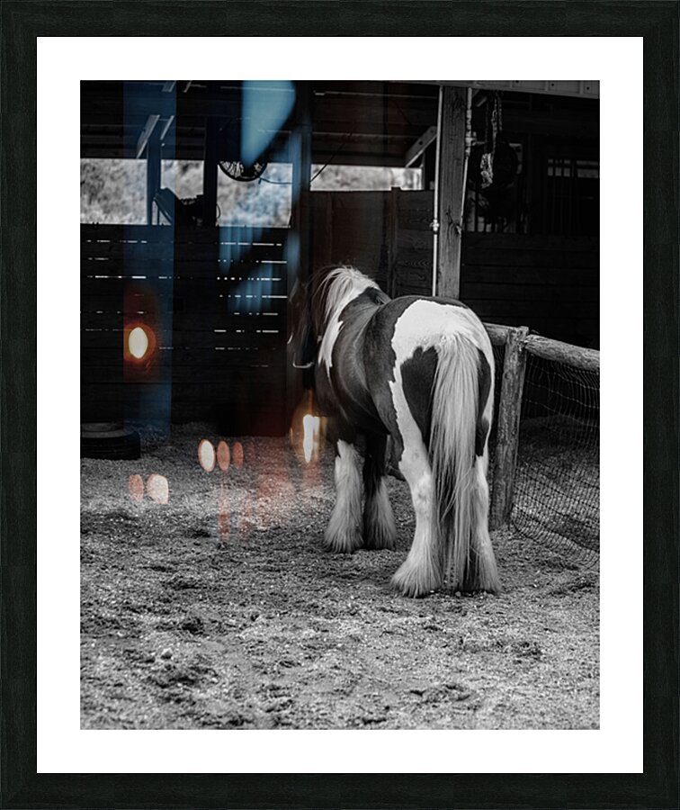 Mystique Unveiled: Capturing the Hidden Spirit of a Florida Horse Impression et Cadre photo