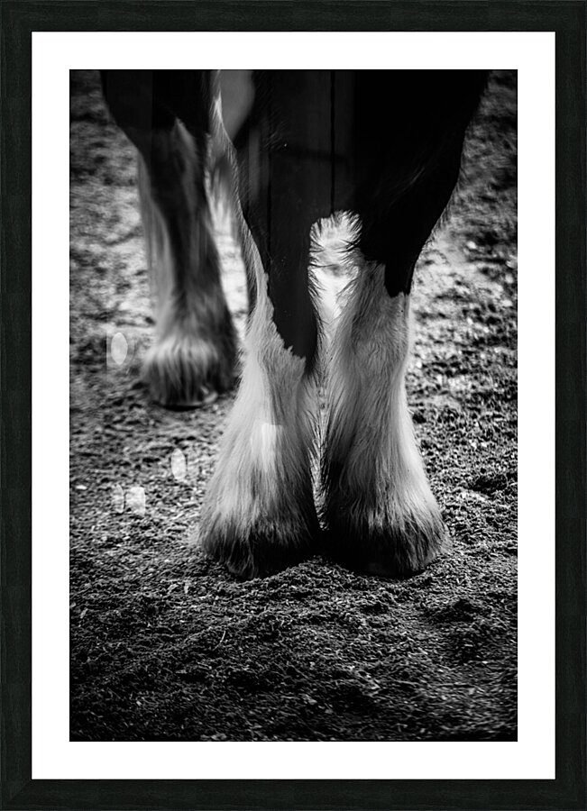 Hoofed Elegance: Exploring Intricate Details Picture Frame print
